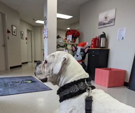 Safe Haven Veterinary Hospital