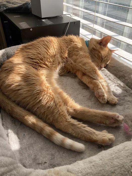 Safe Haven Veterinary Hospital Picture 5
