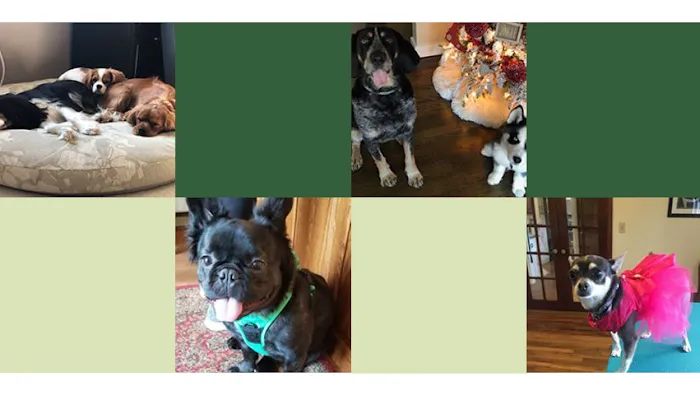 Pine Village Veterinarian Picture 9