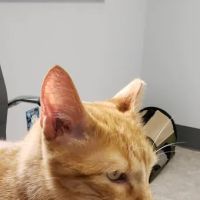 Animal Dental Clinic of Pittsburgh, LLC ico