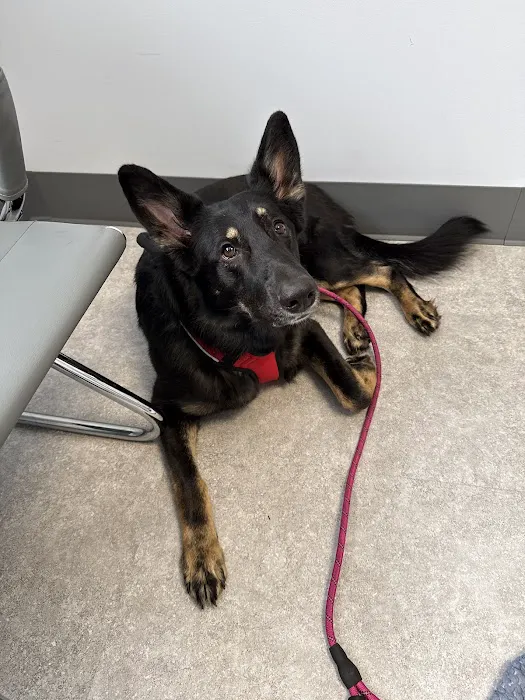 Animal Dental Clinic of Pittsburgh, LLC Picture 2