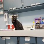 VCA Duncan Manor Animal Hospital
