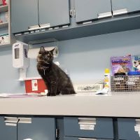 VCA Duncan Manor Animal Hospital ico