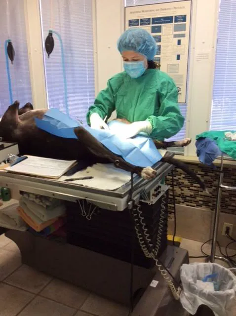 Tender Touch Veterinary Hospital Picture 10