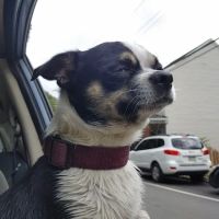 Banfield Pet Hospital ico