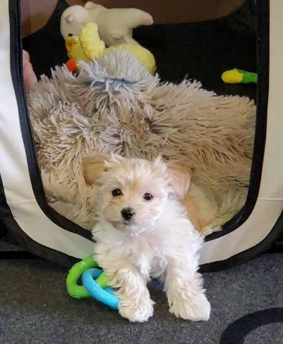 Banfield Pet Hospital Picture 4