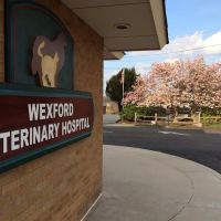 VCA Wexford Animal Hospital ico