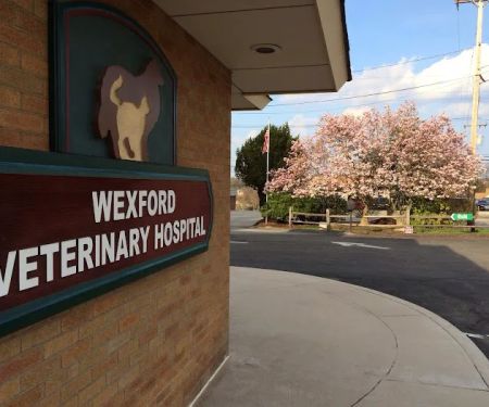 VCA Wexford Animal Hospital