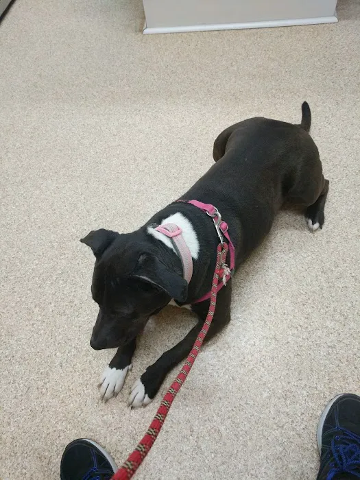 VCA Wexford Animal Hospital Picture 9