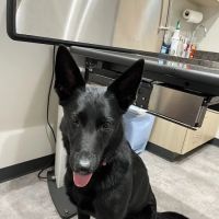 Middle Road Animal Clinic, LLC ico