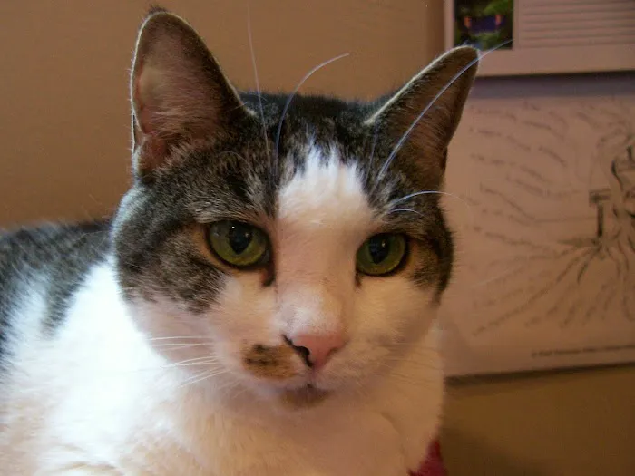 Lawrenceville Veterinary Clinic Picture 8