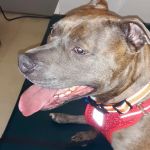 The Big Easy Animal Hospital