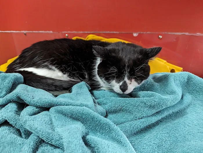The Big Easy Animal Hospital Picture 7