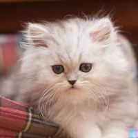 Pittsburgh Animal Hospital ico