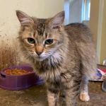 Werntz Memorial Animal Hospital