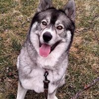 Clearfield Veterinary Hospital ico