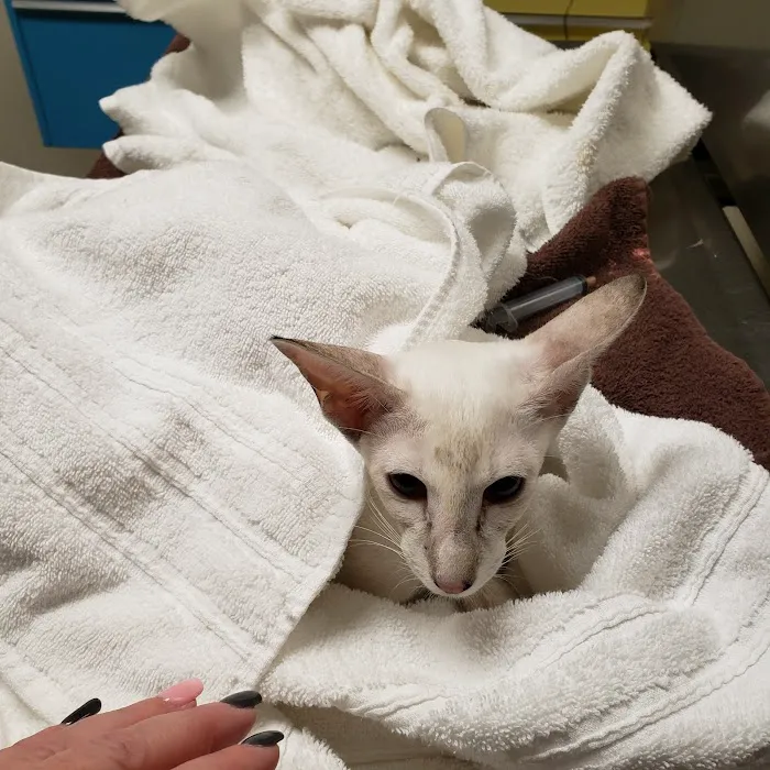 Susquehanna Veterinary Clinic Picture 2