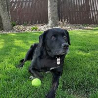 Susquehanna Veterinary Clinic ico