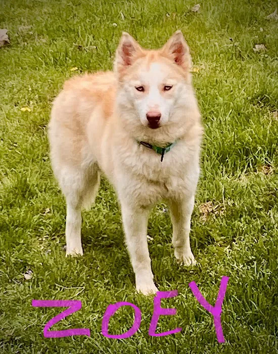 Cheyenne Veterinary Wellness & Surgical Center Picture 8