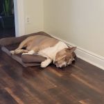 Greenfield Veterinary Hospital