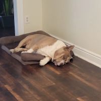 Greenfield Veterinary Hospital ico