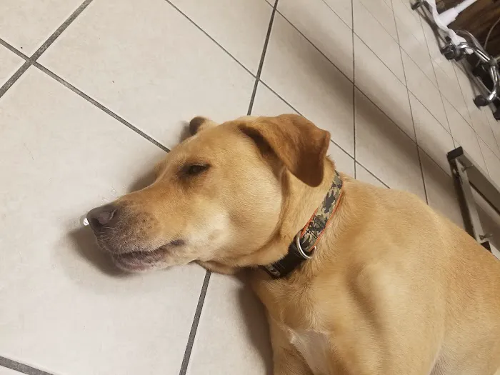 Greenfield Veterinary Hospital Picture 2