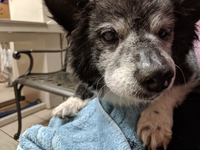 Greenfield Veterinary Hospital Picture 7