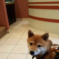 Point Breeze Veterinary Clinic ico