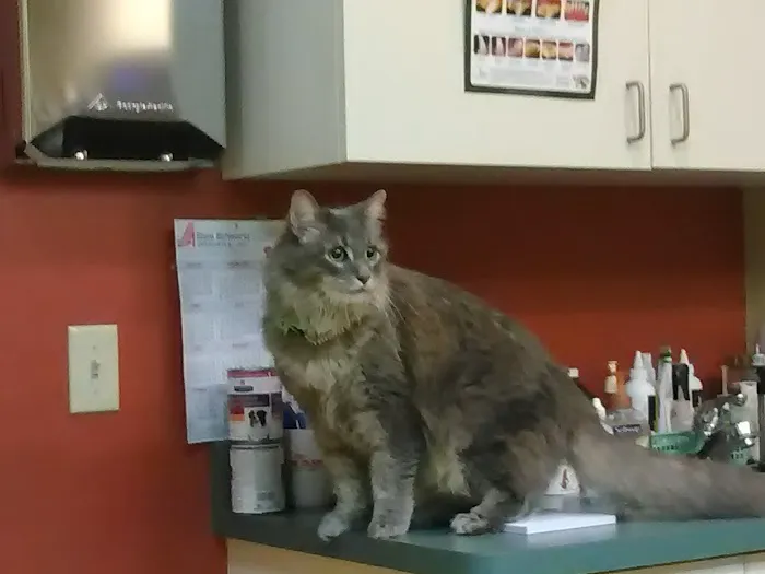 Point Breeze Veterinary Clinic Picture 3