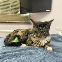 South Side Flats Animal Hospital ico