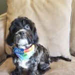 Banfield Pet Hospital