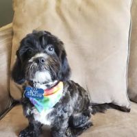 Banfield Pet Hospital ico