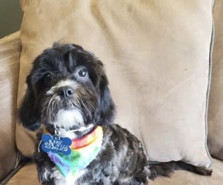 Banfield Pet Hospital
