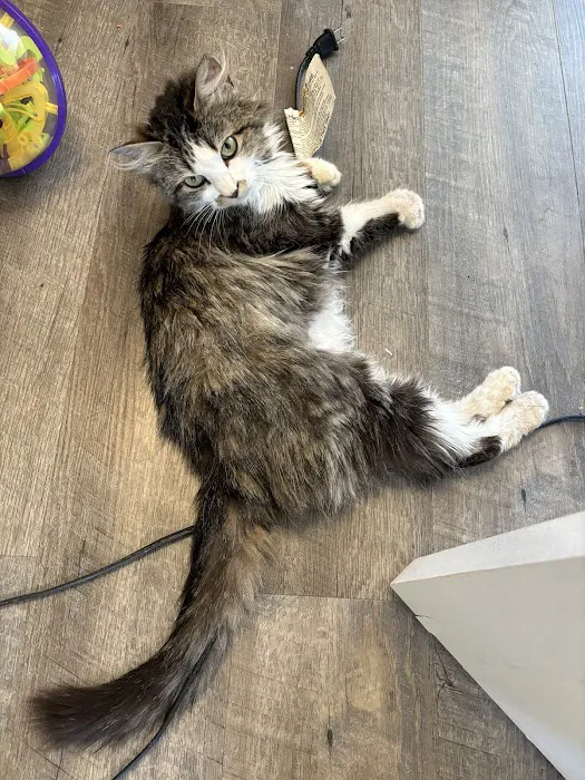 Banfield Pet Hospital Picture 8