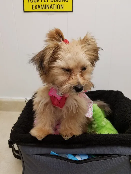 Grafton Animal Care Center Picture 1