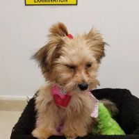 Grafton Animal Care Center ico