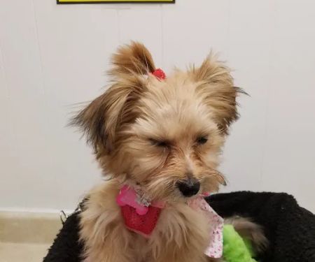 Grafton Animal Care Center
