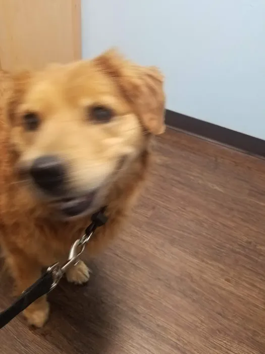 Grafton Animal Care Center Picture 8