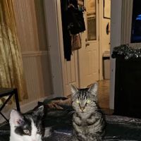 Catnip Acres Clinic ico
