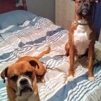 Waynesburg Animal Hospital ico