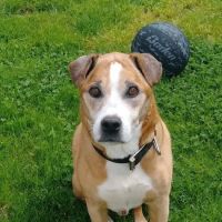 East Maiden Animal Clinic ico