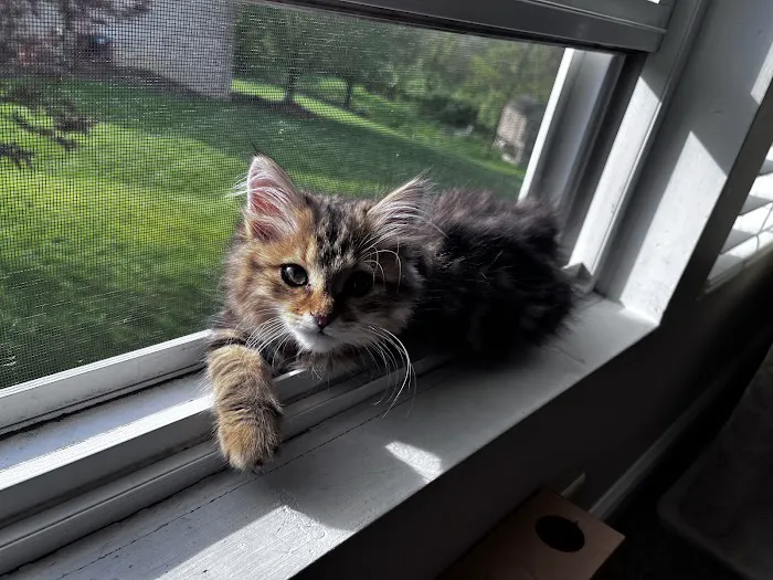 Oraya Siber Kitty Cattery Picture 1