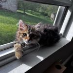 Oraya Siber Kitty Cattery