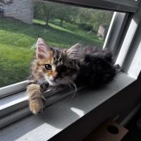 Oraya Siber Kitty Cattery ico