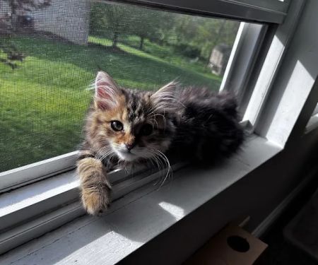 Oraya Siber Kitty Cattery
