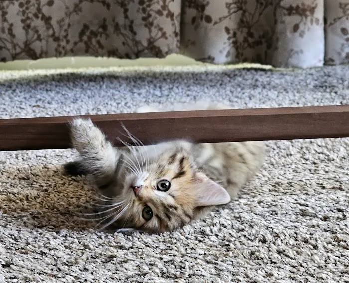 Oraya Siber Kitty Cattery Picture 2