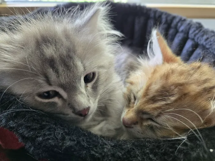 Oraya Siber Kitty Cattery Picture 6
