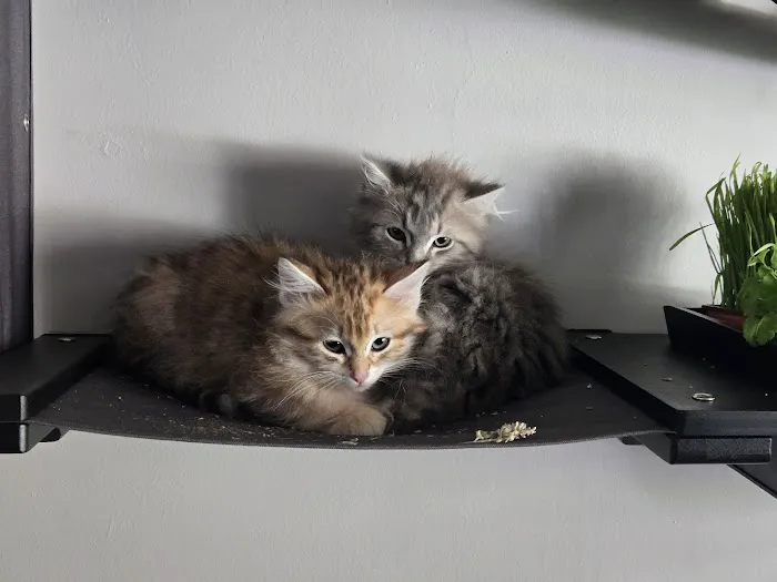 Oraya Siber Kitty Cattery Picture 5
