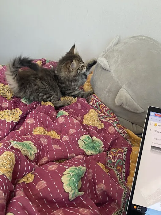 Oraya Siber Kitty Cattery Picture 7