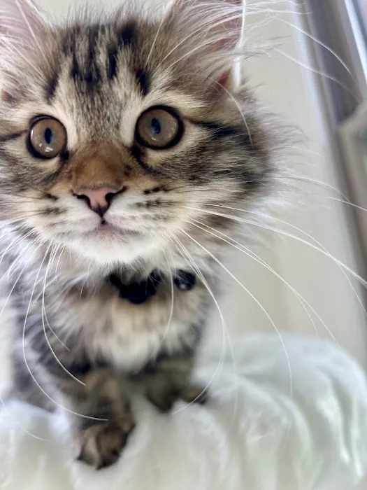 Oraya Siber Kitty Cattery Picture 10